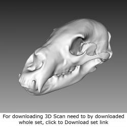 3D Scan of Skull #3